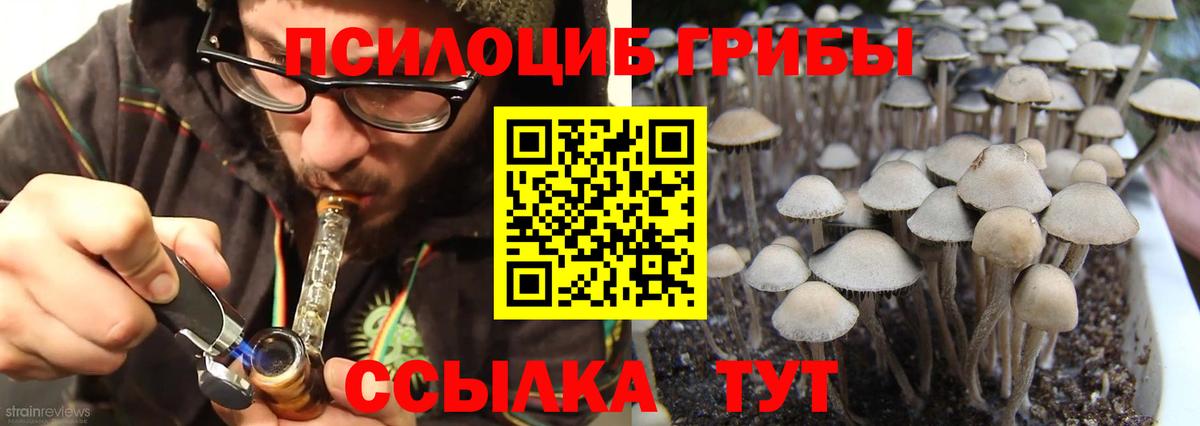 Псилоцибиновые грибы Psilocybine cubensis Прохладный
